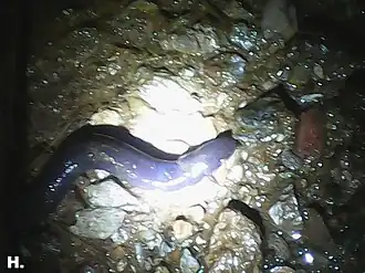 Description de l'image Icthyophis sikkimensis.jpg.