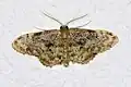 Idaea inquinata  (Scopoli, 1763)