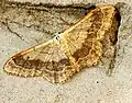 Idaea aversata  (Linnaeus, 1758)
