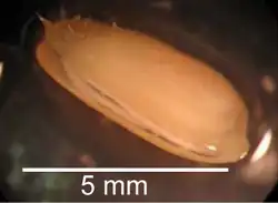 Idas modiolaeformis