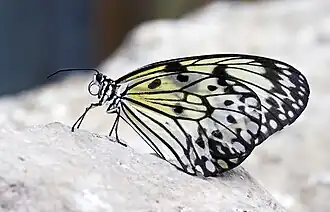 Description de l'image Idea electra (Electra's tree nymph) at Butterfly Arc, Montegrotto Terme, Italy.jpg.