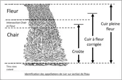 Le cuir pleine fleur reprend l'ensemble de la tranche du cuir gardant intacte la surface supérieure. Le cuir a fleur corrigé présente une coupe en surface du cuir