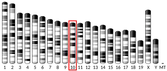 Chromosome 10 (souris)