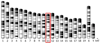 Chromosome 11 (souris)