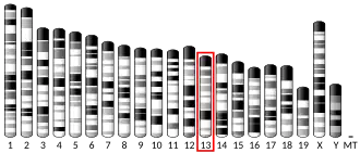 Chromosome 13 (souris)