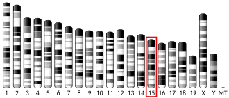 Chromosome 15 (souris)