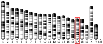 Chromosome 17 (souris)