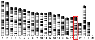 Chromosome 18 (souris)