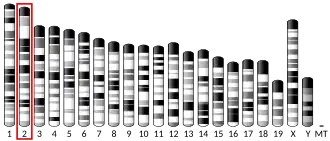 Chromosome 2 (souris)
