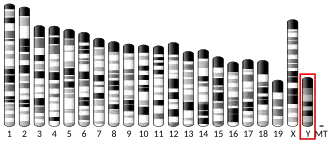 Y chromosome (souris)