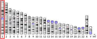Chromosome 1 humain