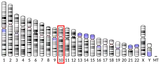 Chromosome 10 humain