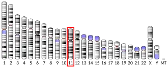 Chromosome 11 humain