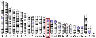 Chromosome 13 humain