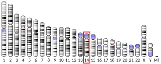 Chromosome 14 humain