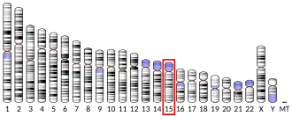 Chromosome 15 humain