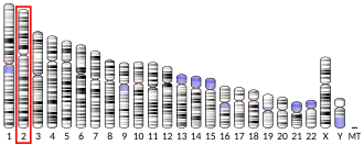 Chromosome 2 humain
