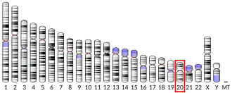 Chromosome 20 humain