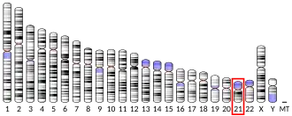 Chromosome 21 humain