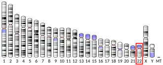 Chromosome 22 humain