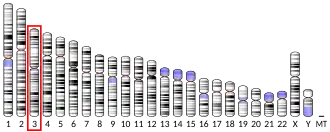 Chromosome 3 humain