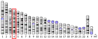 Chromosome 4 humain