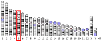 Chromosome 5 humain