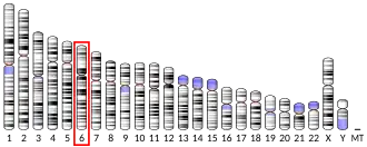 Chromosome 6 humain