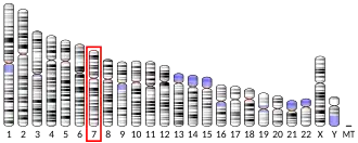 Chromosome 7 humain