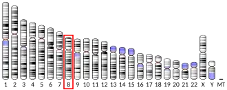 Chromosome 8 humain