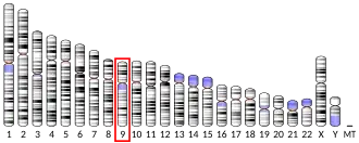 Chromosome 9 humain