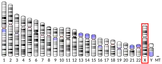 Chromosome X