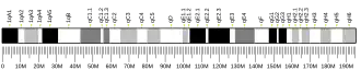 Chromosome 1 (souris)