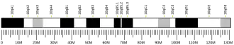 Chromosome 10 (souris)
