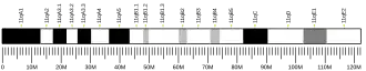 Chromosome 11 (souris)