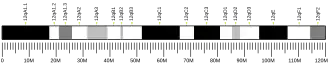 Chromosome 12 (souris)