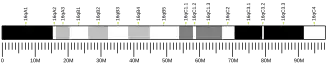 Chromosome 16 (souris)