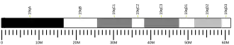 Chromosome 19 (souris)
