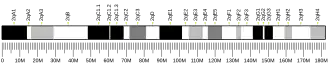 Chromosome 2 (souris)