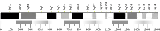 Chromosome 3 (souris)