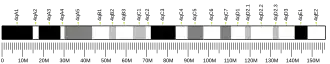 Chromosome 4 (souris)