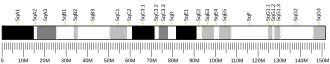 Chromosome 5 (souris)