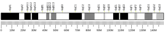 Chromosome 6 (souris)