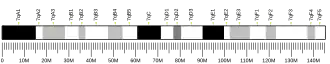Chromosome 7 (souris)