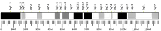 Chromosome 8 (souris)