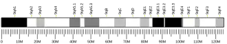 Chromosome 9 (souris)