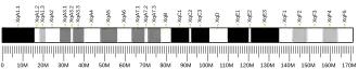 X chromosome (souris)