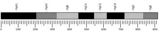 Y chromosome (souris)