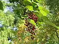 Fruits.