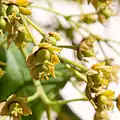Fleurs femelles.